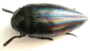 STERNOCERA iris