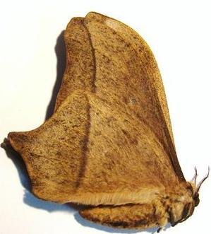 IMBRASIA sp (epimathea?)