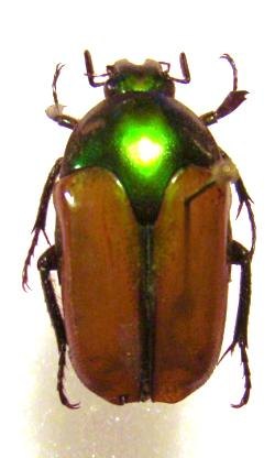 LOMAPTERA macrophylla F