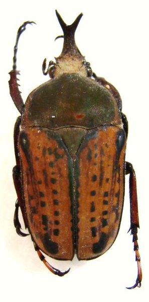 MEGALORHINA harrisi peregrina, forme M