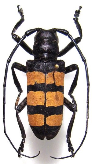 ANALEPTE trifasciata