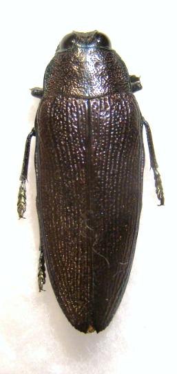 STERASPIS infuscata