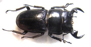 DORCUS (Dynodorcus) curvidens ritsemae
