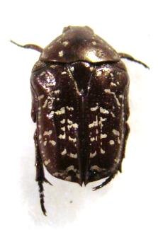 XELOMA leprosa