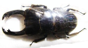 DORCUS reichei hansteini