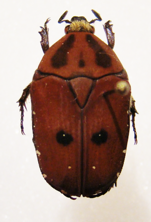 PSACADOPTERA simonsi