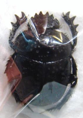 SCARABAEUS variolosus