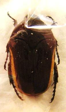 CLINTERIA atra flavomarginata