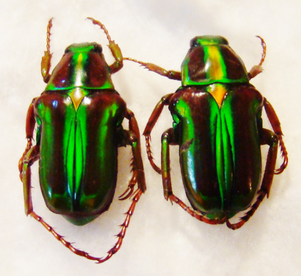 PYGORA lenocinia