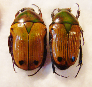 COPTOMIA celata