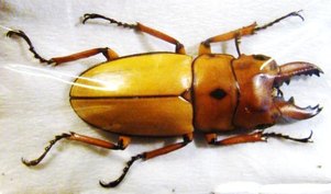 PROSOPOCOILUS occipitalis occipitalis