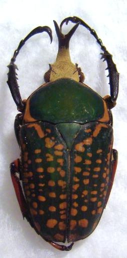 MEGALORHINA harrisi eximia f.harrisi