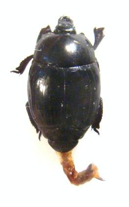 SAPRININAE sp
