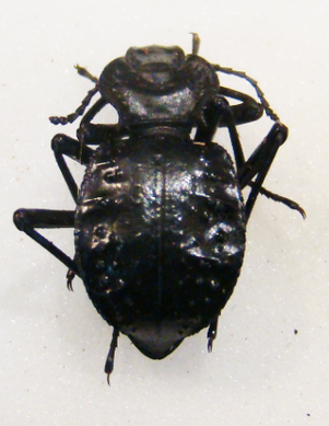 AKIS tuberculata (Corse)