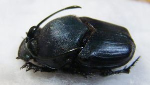 PROAGODERUS gibbiramus M A1 (minor/medium)