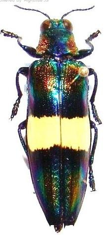 CHRYSOCHROA toulgoeti