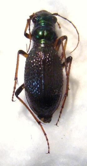 MEGACEPHALA regalis SSP
