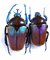 TAURHINA (Neptunides) polychrous var.marginipennis,Couple, Forme