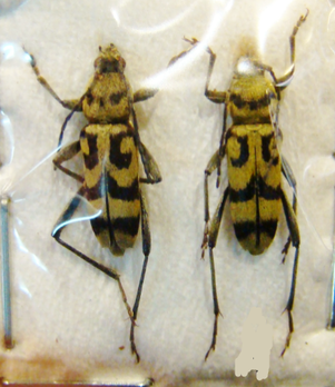 CHLOROPHORUS varius COUPLE