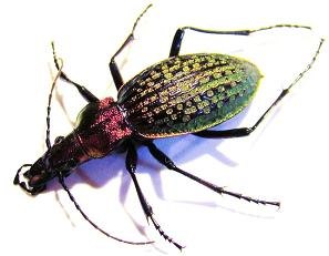 ACOPTOLABRUS schrencki