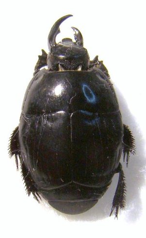 SAPRININAE sp