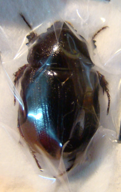 PENTODON bispinifrons