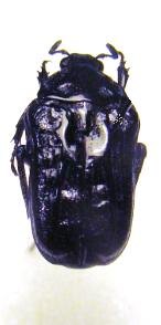 TRYMODERA aterrima duvivieri