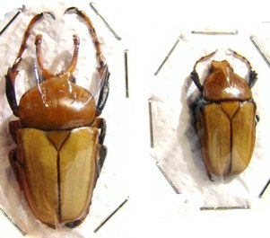 PLATYNOCEPHALUS miyashitai