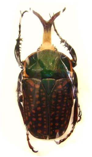 MEGALORHINA harrisi procera f. harrisi