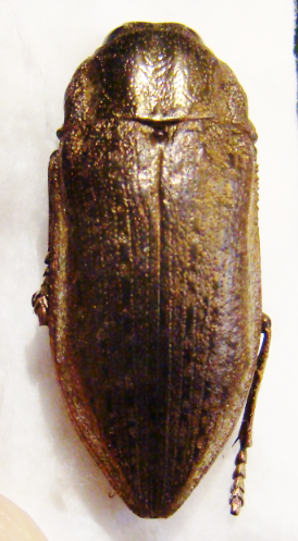 LAMPETIS sp