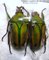 COELORRHINA (Cyprolais) hornimani reducta