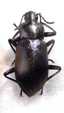 TENEBRIONIDAE sp TOGO
