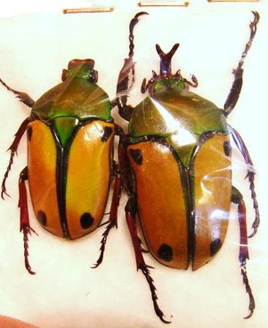 EUDICELLA euthalia