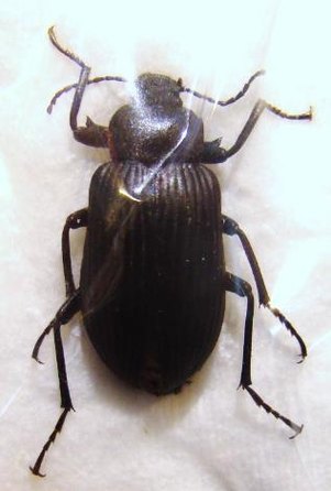 TENEBRIONIDAE sp