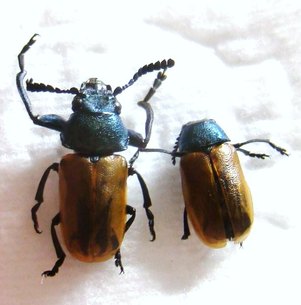 LABIDOSTOMIS taxicornis