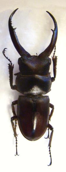 PROSOPOCOILUS gracilis M