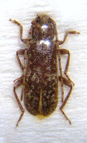 TRICHOFERUS fasciculatus