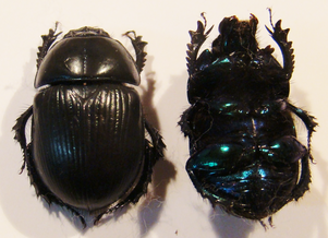GEOTRUPES stercorarius