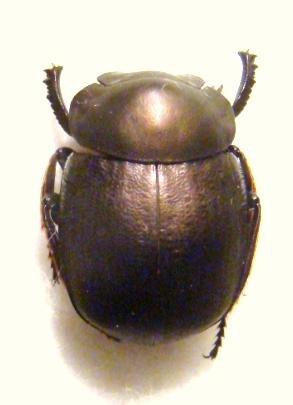 ANACHALCOS suturalis
