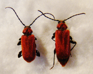 PYRRHIDIUM sanguineum