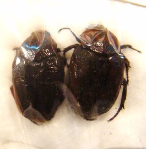 ERIULIS variolosa