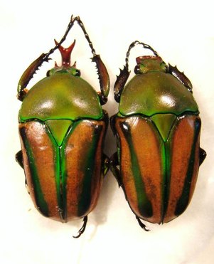 EUDICELLA schultzeorum