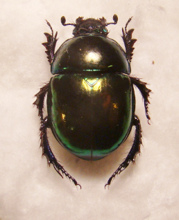 TRYPOCOPRIS pyrenaeus coruscans