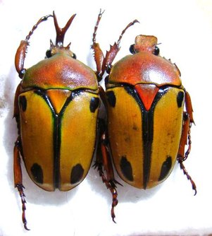 EUDICELLA smithii trilineata f.interruptefasciata