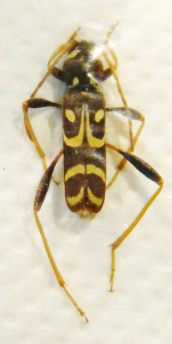 CLYTUS tropicus
