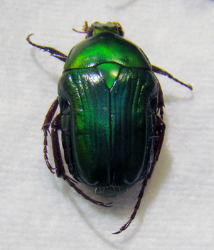 COPTOMIA lucida