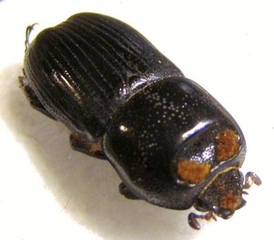 Cryptodontus latreillanus
