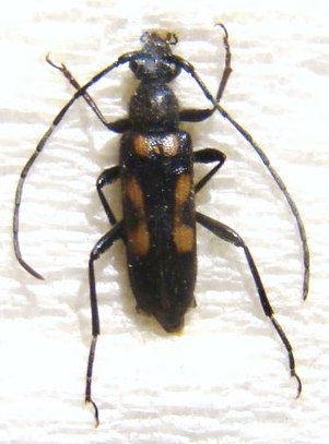 ANOPLODERA sexguttata