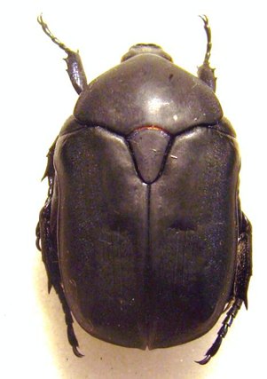 PROTAETIA (Potosia) opaca