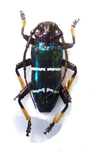 SPHINGNOTUS mirabilis